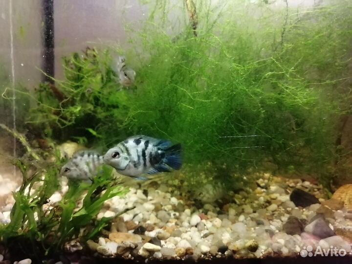 Цихлида попугай