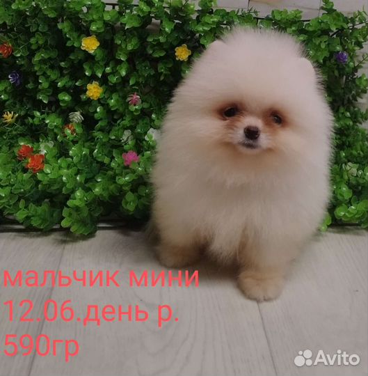 Щенки померанского шпица