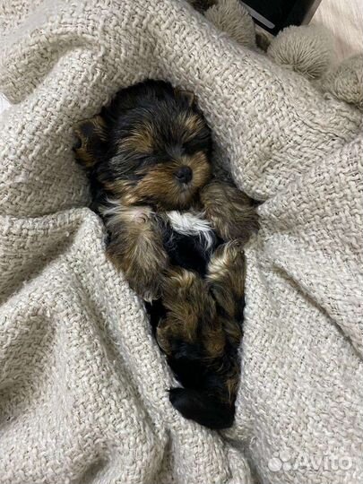 Йоркширский терьер щенки девочки и мальчики