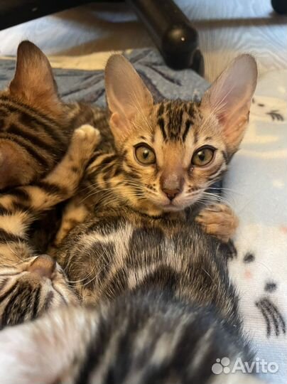 Бенгальские котята москва