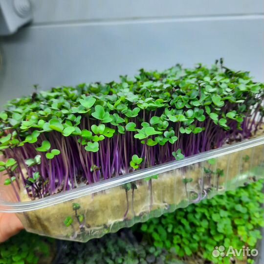 Микрозелень разных культур