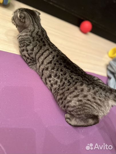 Кошка вислоухая вязка