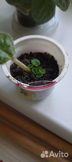 Фиалка детки