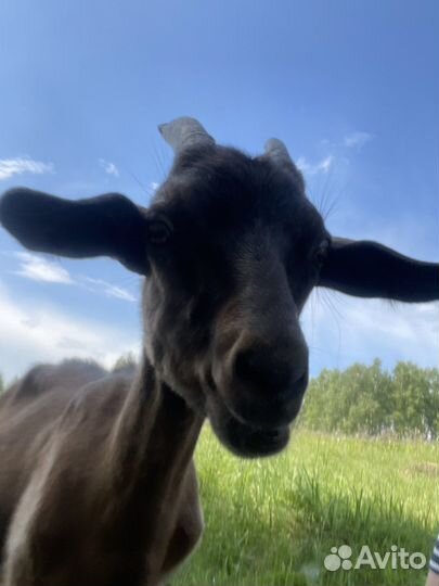 Коза дойная