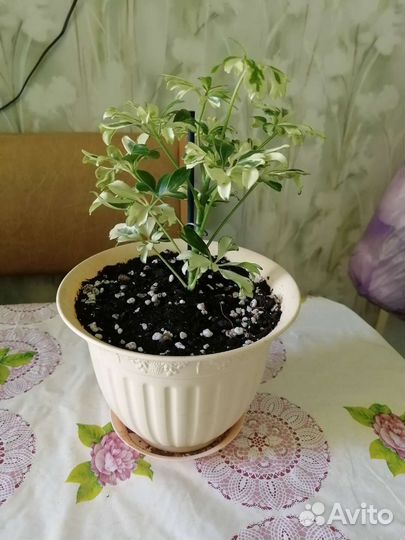 Шефлера джанни