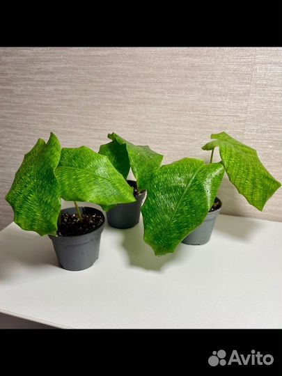 Комнатные растения