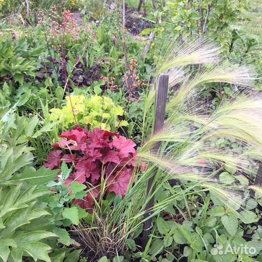Злаки - Овсяница сизая Эйхорния
