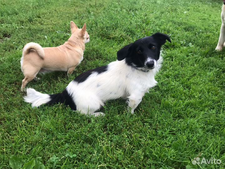 О дам коротколапую небольшую собачку