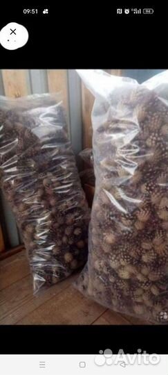 Сосновые шишки Мульча