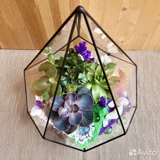 Флорариум капля (суккулент/кактус)