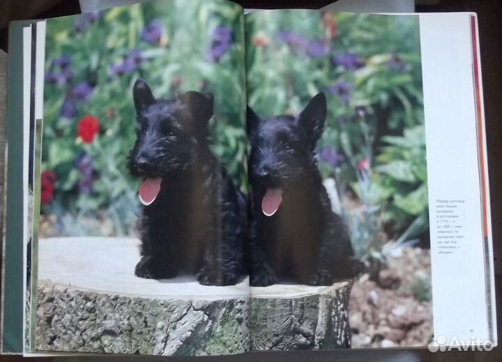 Книшнек М., Кэрэвэн Дж. Собаки. Серия Мир животных