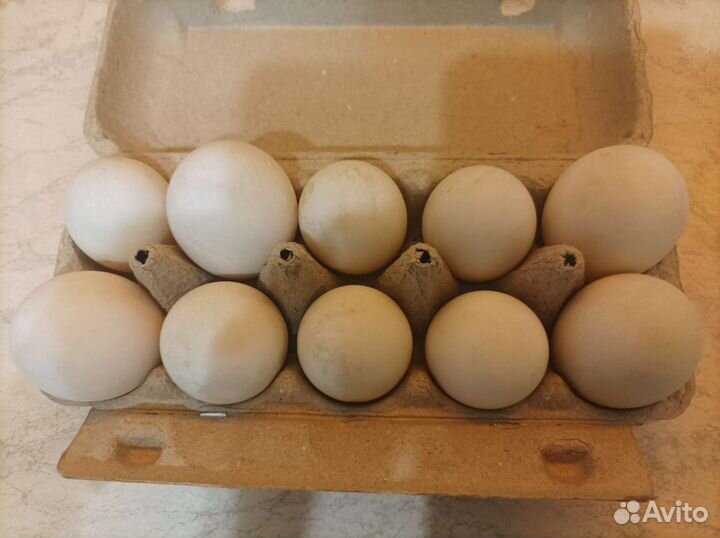 Утиные яйца