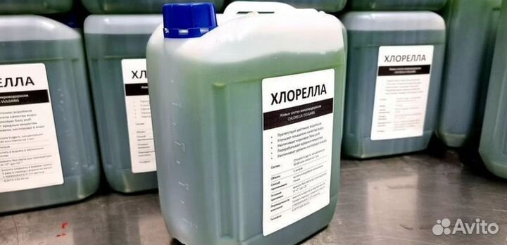 Живая водоросль для чистки водоема