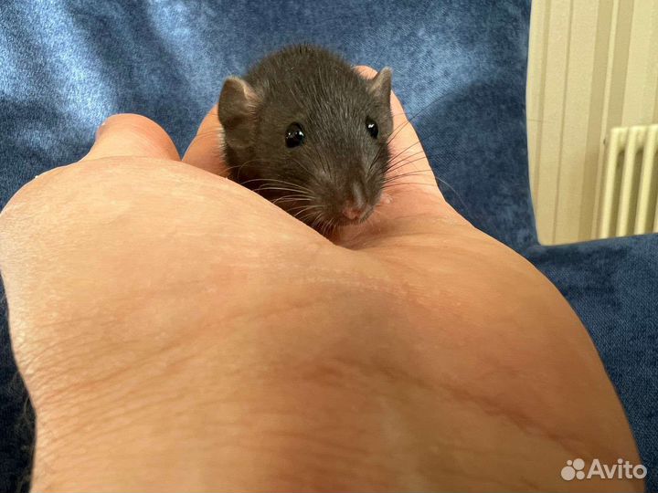 Декоративные крысы. Выбор большой