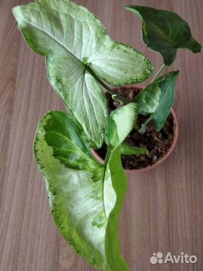 Цветы комнатные декоративнолиственные