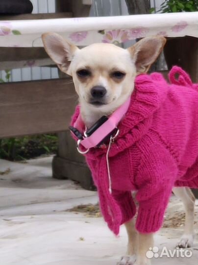 Мини той-терьер