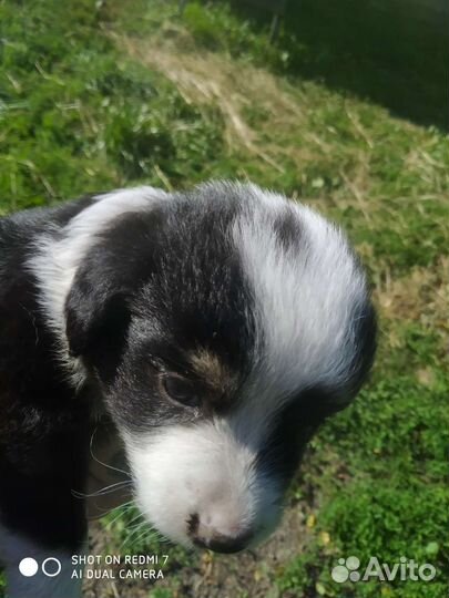 Щенки в добрые руки