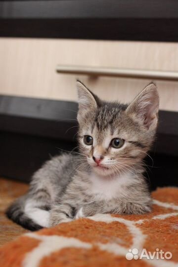 Котенок 2 месяца Мушка