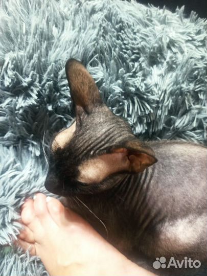 Донской сфинкс браш