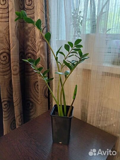 Замиокулькас