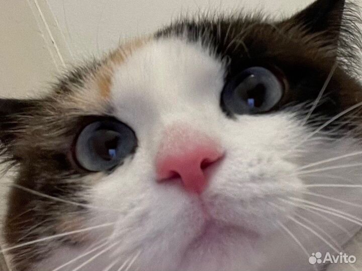 Кошечка Снежинка ищет новый дом