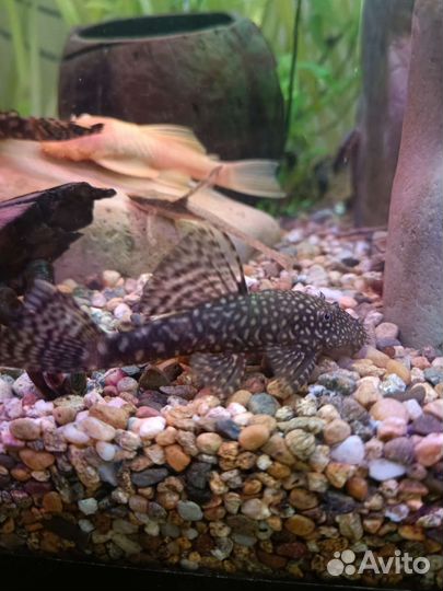 Аквариумные рыбки, растения, корм (дафния живая)