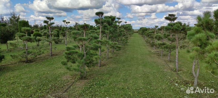 Бонсай из сосны и лиственницы