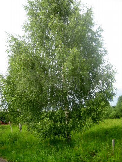 Участок 15 сот. (ИЖС)