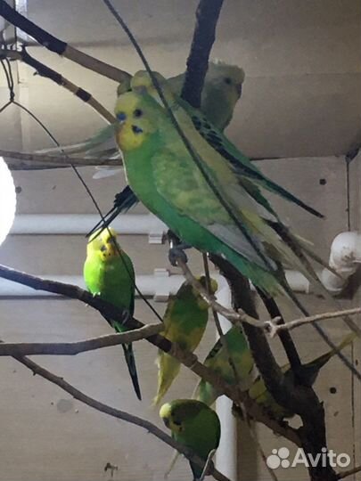Волнистые попугаи