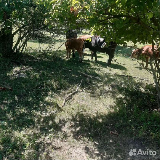 Бычки и телята