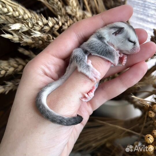 Белка летяга