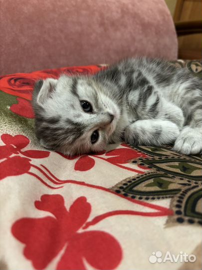 Обворожительный шотландец
