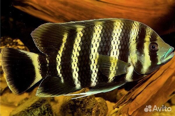 Цихлиды Африки