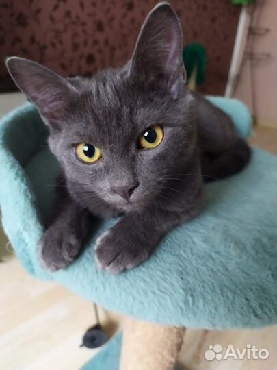 Котики ищут дом