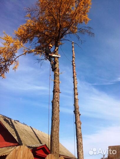 Спил деревьев