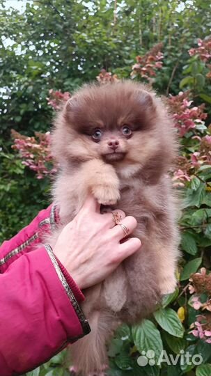 Немецкий шпиц