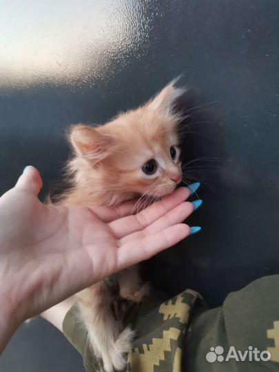 Рыжий полосатый котенок в добрые руки