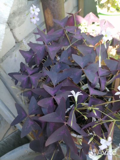 Оксалис, кислица