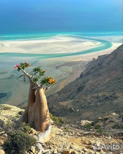 Тур на о. Сокотра