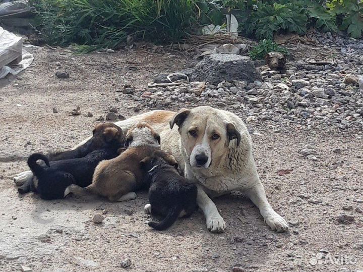 Щенки 3 недели добрым людям