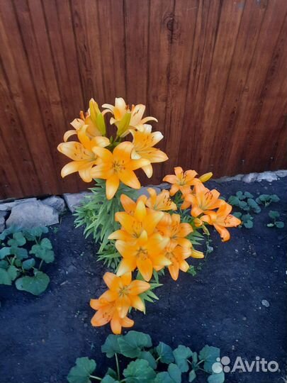 Садовые многолетние цветы