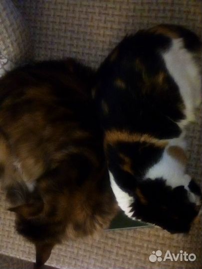 Передержка кошек