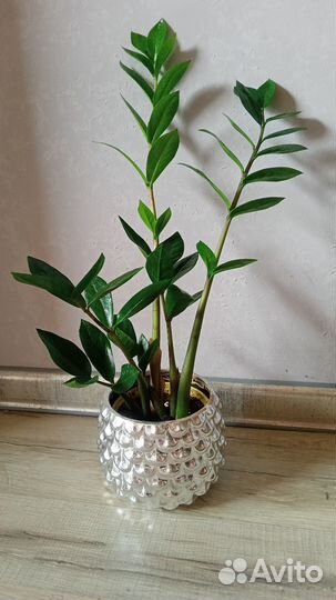 Замиокулькас