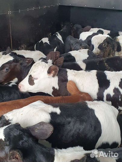 Телята бычки