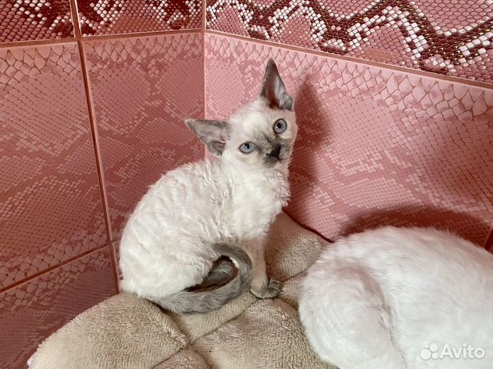 Девон-рекс Блюшечка котик