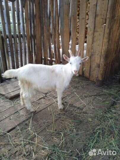 Козлята