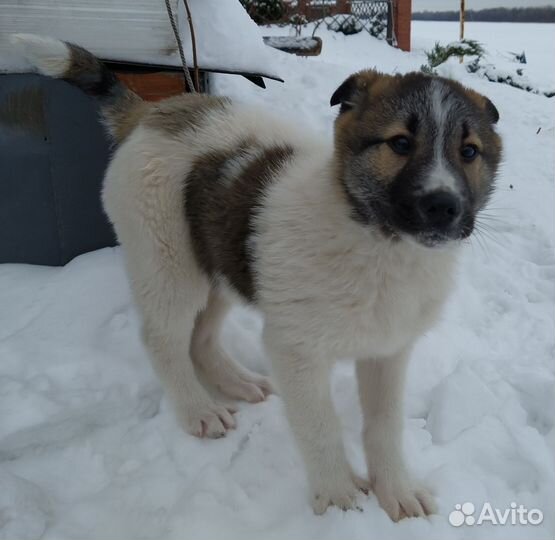 Собака бесплатно