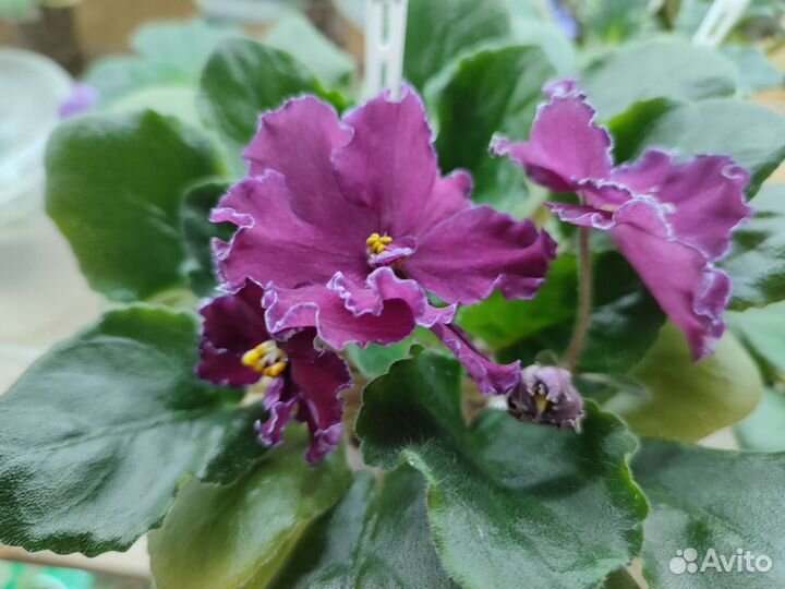 Цветущие стартеры фиалок