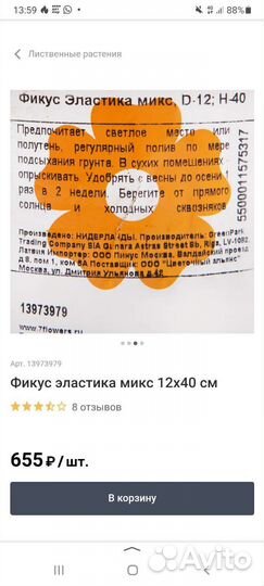 Фикус каучуконосный большой