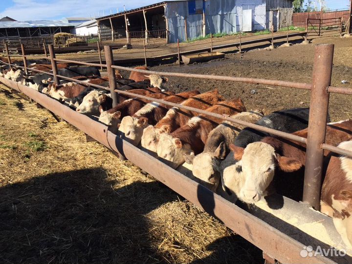 Бычки породы Герефорд